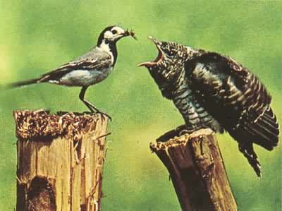 杜鹃常侵占其他鸟的巢并在内产卵，这是一只鹡鸰正给一只杜鹃的幼鸟喂食