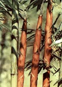 红壳雷竹，禾本科