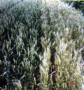 图 冬小麦的辐射育种——赋予早熟、抗条锈