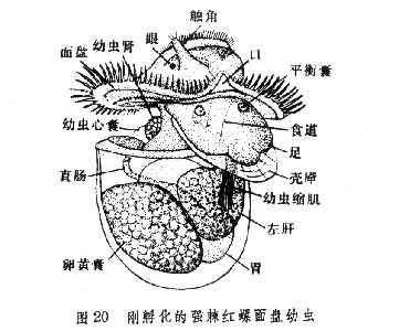 图20