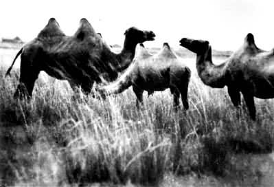 阿拉善荒漠（戈壁滩）中的野生骆驼