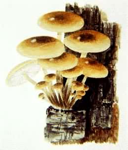 食用和药用蘑菇——冬菇