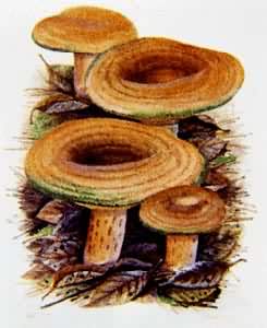食用和药用蘑菇——松乳菇
