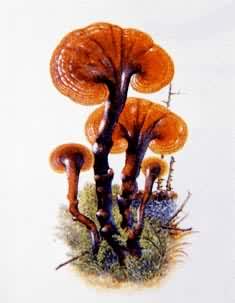 食用和药用蘑菇——灵芝