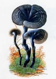 食用和药用蘑菇——紫芝