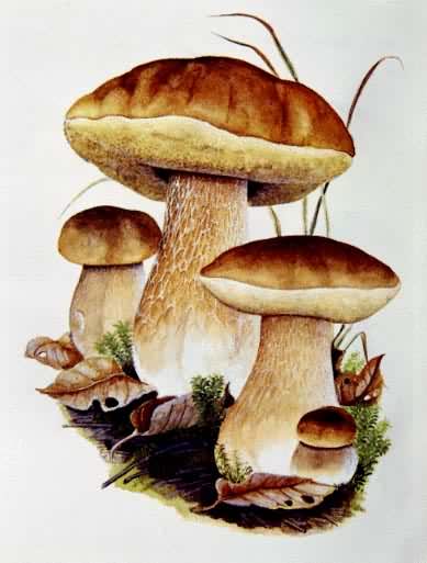 食用和药用蘑菇——美味牛肝菌