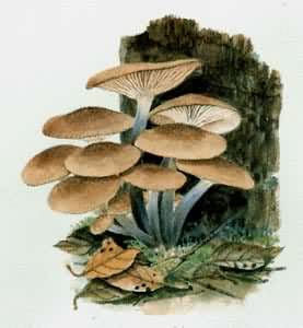 食用和药用蘑菇——假蜜环菌