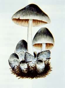 食用和药用蘑菇——草菇