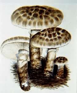 食用和药用蘑菇——松口蘑