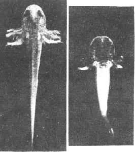 图4　在神经胚时期切除躯干部神经褶后发育的东方蝾螈幼虫（右），躯干部无色素细胞亦无背鳍，头尾部色素细胞可向躯干部蔓延。左为同日龄正常幼虫