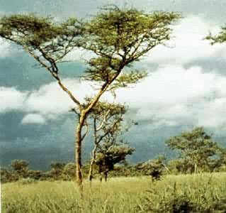 西非热带稀树草原
