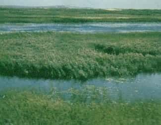 吉林德惠沼泽水生植被