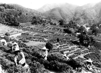 杭州梅家坞龙井茶园