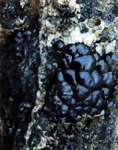 图 花岗岩型葡萄状沥青铀矿