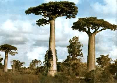 马达加斯加的波巴布树