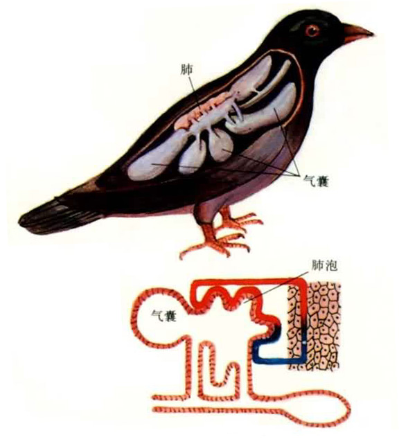 鸟类利用肺进行气体交换，在呼气和吸气时，气囊可使气体交换不会间断