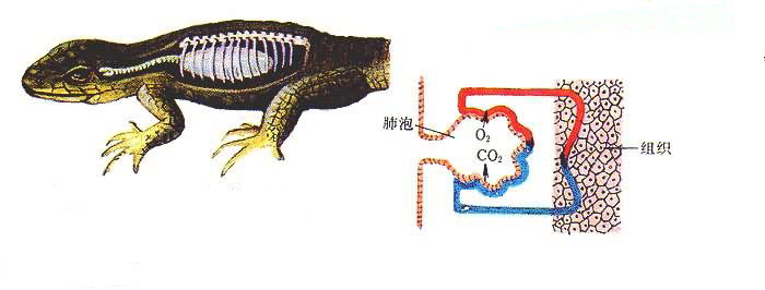 爬行类借肋骨笼的扩张，使空气吸入肺内