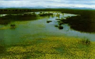 黄河滩地上的草本潜育沼泽