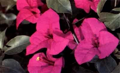 光叶子花，紫茉莉科
