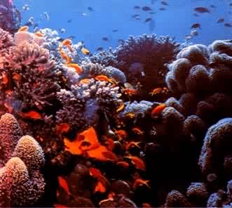红海珊瑚礁生物群落，礁周围生活着各种珊瑚、鱼