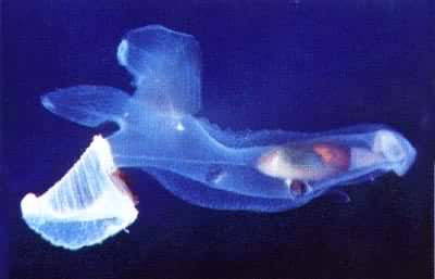 营浮游生活的盔龙骨螺