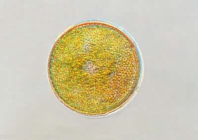 硅藻门圆筛藻