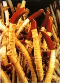 生活在海底热泉口周围的长管虫，最长达3米，没有嘴和消化道