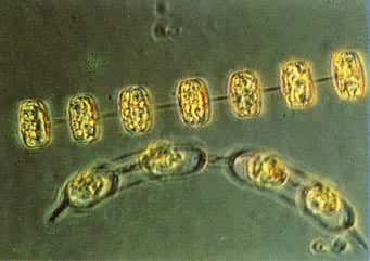 硅藻门半管藻