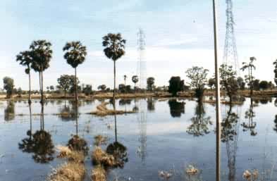 泰国中央大平原的水田