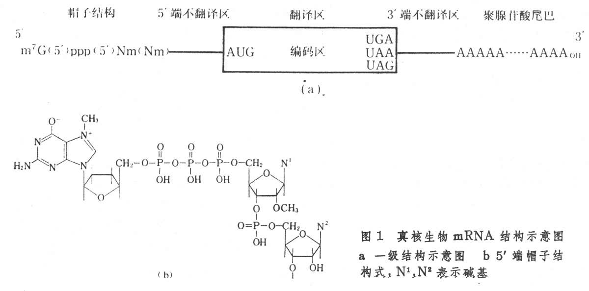 图1