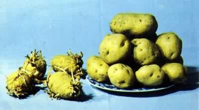 图 马铃薯的辐照保鲜——抑制发芽。左为照物