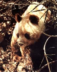 1985年在秦岭南坡发现的棕白相间的大熊猫