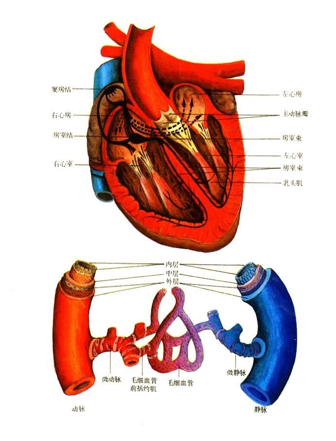 心脏和血管