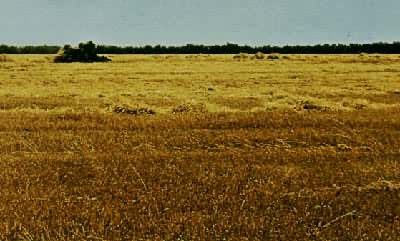 乌克兰小麦区（苏联）