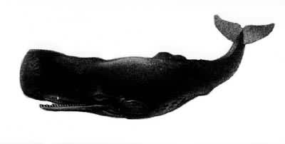 图1　抹香鲸