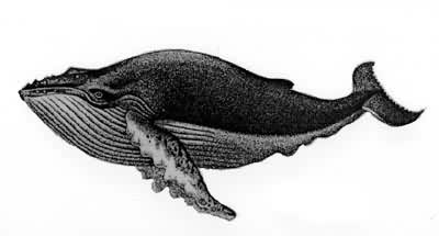 图2　座头鲸