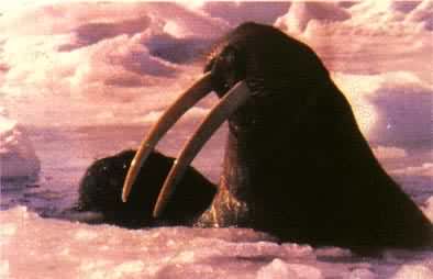 白令海的海象，属于哺乳动物