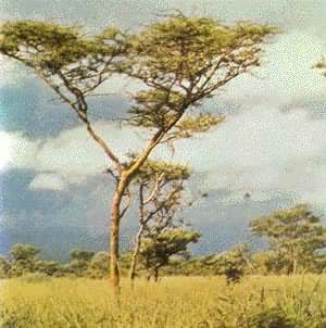 西非热带稀树草原