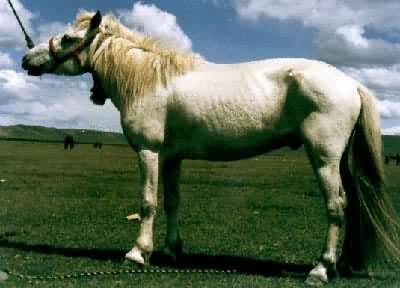 西藏马
