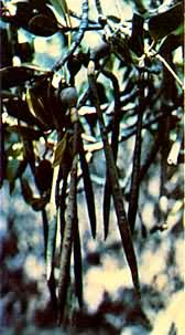 胎生”的红海榄种子