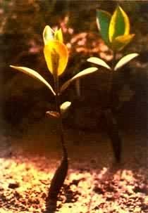 “红海榄种子入土数小时就生根、出叶