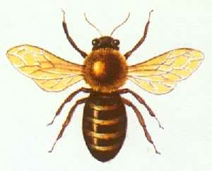 欧洲黑蜂（工蜂）