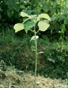 苎麻植株