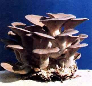 凤尾菇