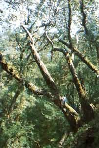 世界最大的常绿杜鹃树——云南省腾冲地区的大树杜鹃及其花簇