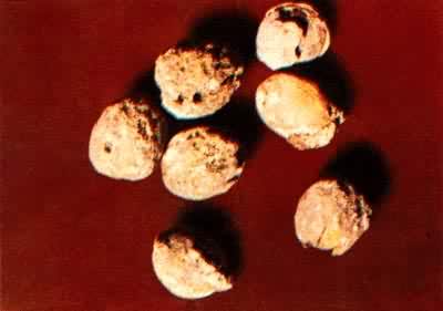 山西侯马出土的战国时期的大豆