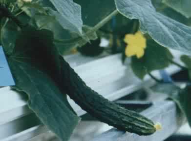 室内栽培架和架上的黄瓜