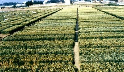 小麦育种试验场圃