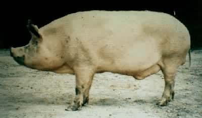 哈尔滨白猪