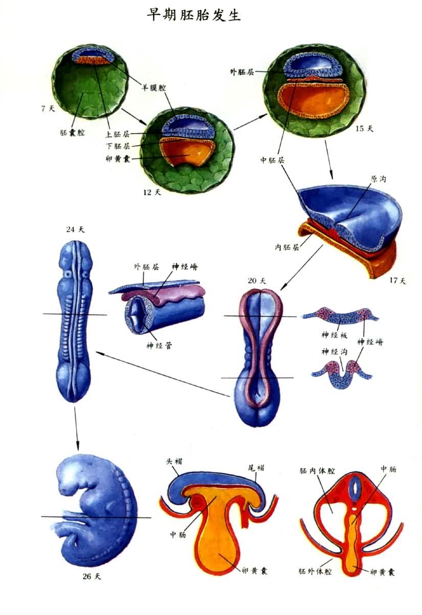 早期胚胎发生